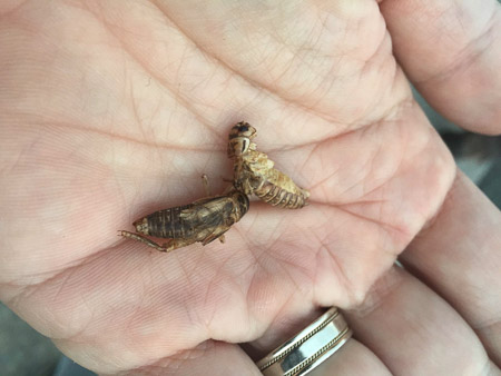 Freeze-dried meal worms and crickets--yummy?...