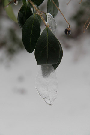 Snow day/ice storm