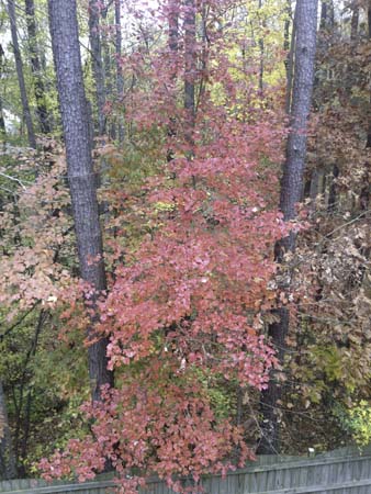 IMG_4017