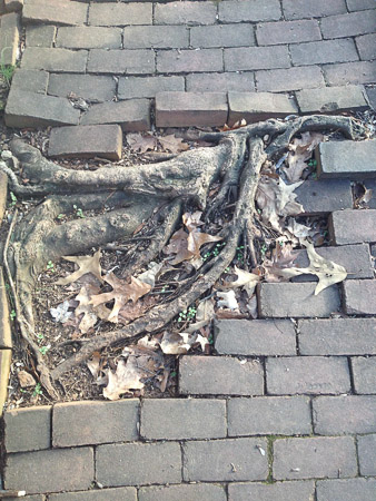 Nature finds a way in Old Salem
