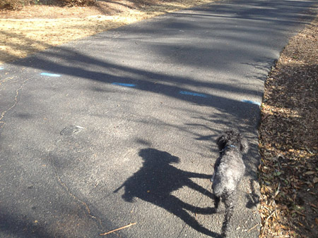 Greenway Poodle Shadow