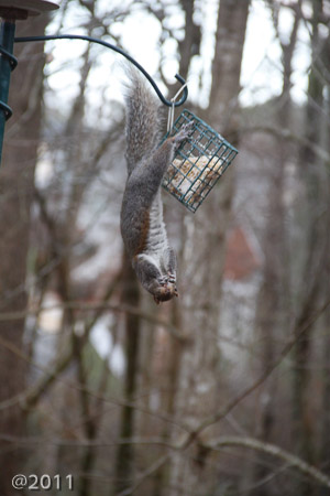 Squirrrrrrrrellll!