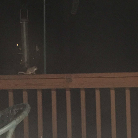 FLYING SQUIRREL!