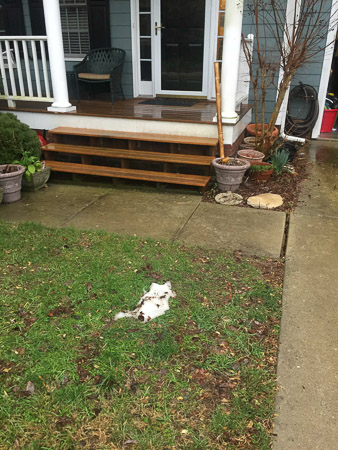 last of the snow/ice