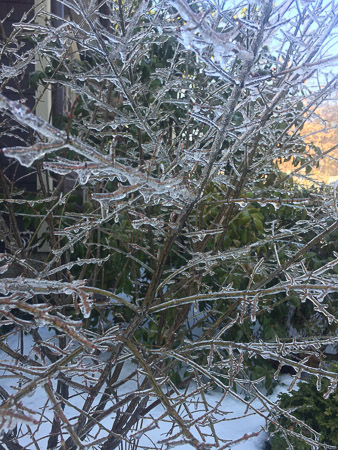 Ice storm on Linden Street