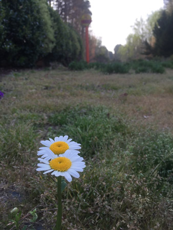daisy