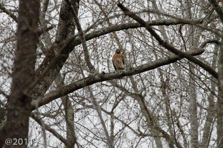 HAWK!