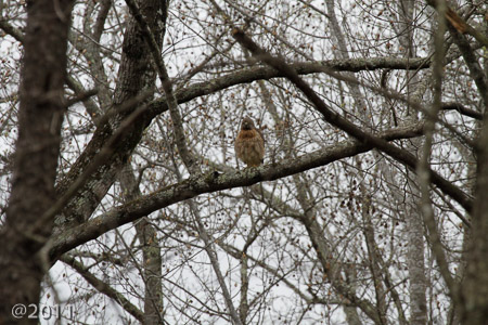 Fluffy hawk