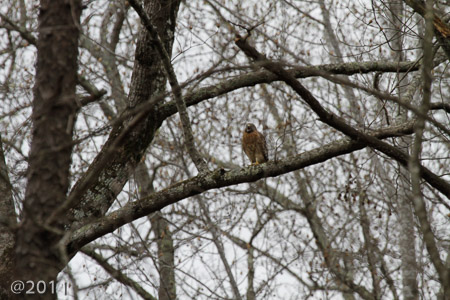 chatty hawk