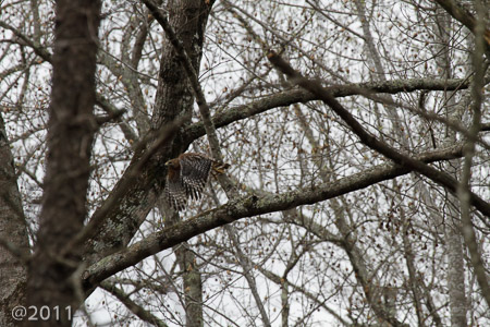 flying hawk