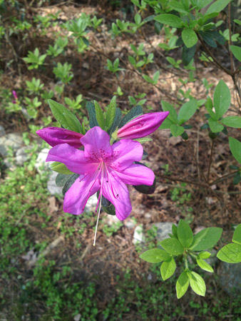 spring on Beaver Creek