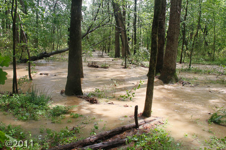 Flooded creek