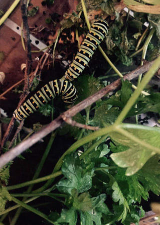caterpillars