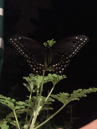 butterfly release