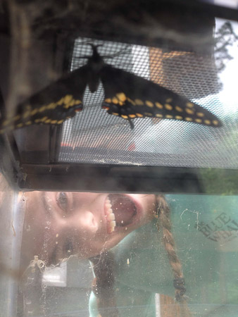 Butterflies that made it through the winter!