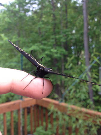 Butterflies that made it through the winter!