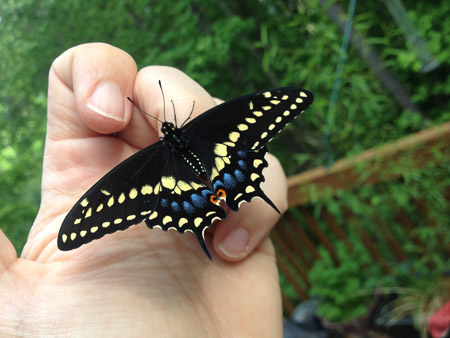 Butterflies that made it through the winter!