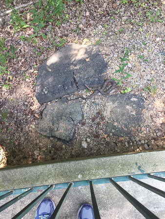 snake at Lake Pine