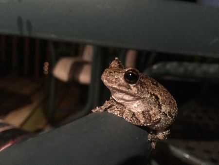 hello, little guy