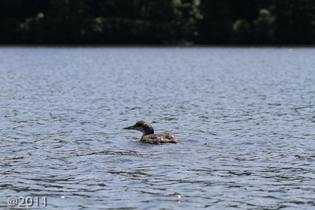 Kayaking on Lake Raleigh