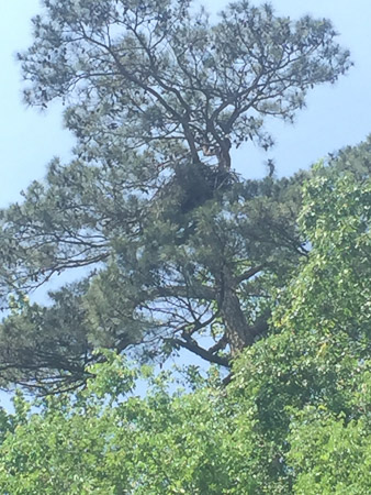 Bald eagle nest with two babies