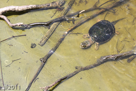 Pea Island Nature Preserve
