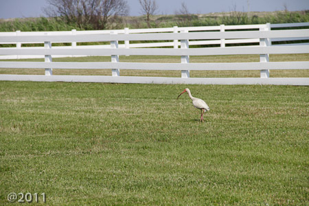 Ibis