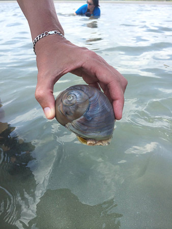 searching for sanddollars