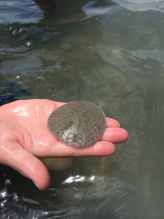 searching for sanddollars