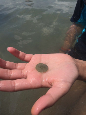 searching for sanddollars