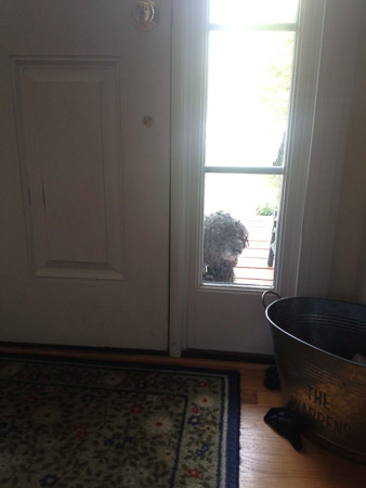 Farley went on walkabout and then came to the front door