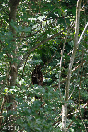 backyard hawk
