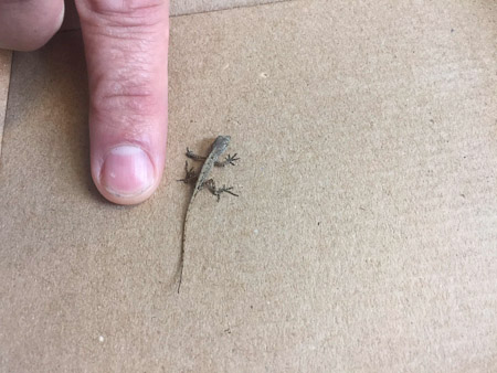 tiny lizard on the 9th floor of BBT building