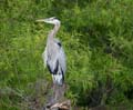 Heron