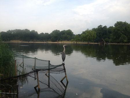 Hyde Park Run Pictures
