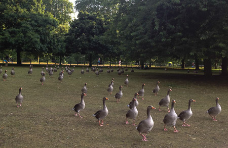 Serpentine Goose Run
