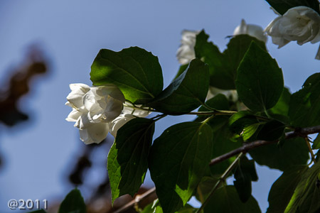 Hyde Park