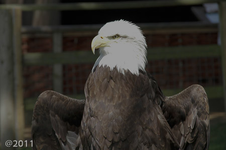 Bird's of Prey at Warwick Castle