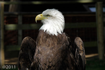 Bird's of Prey at Warwick Castle