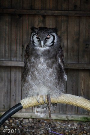 Bird's of Prey at Warwick Castle