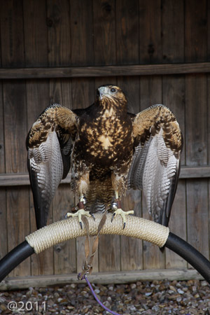 Bird's of Prey at Warwick Castle