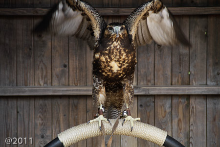 Bird's of Prey at Warwick Castle