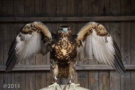 Bird's of Prey at Warwick Castle