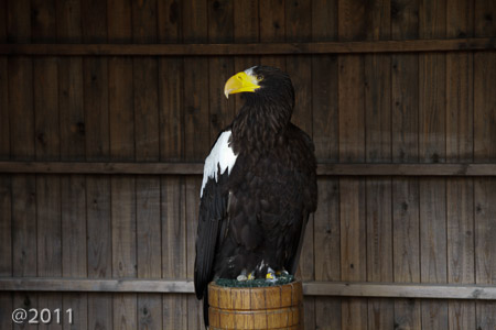 Bird's of Prey at Warwick Castle