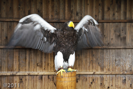 Warwick Castle