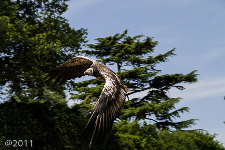 Warwick Castle