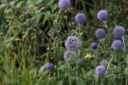 London Wetland Center