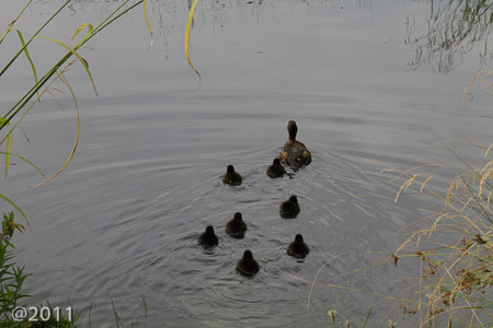 London Wetland Center