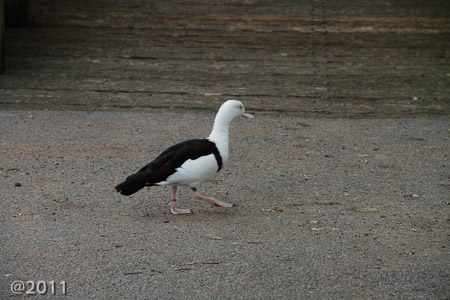 London Wetland Center