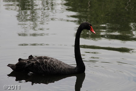 London Wetland Center